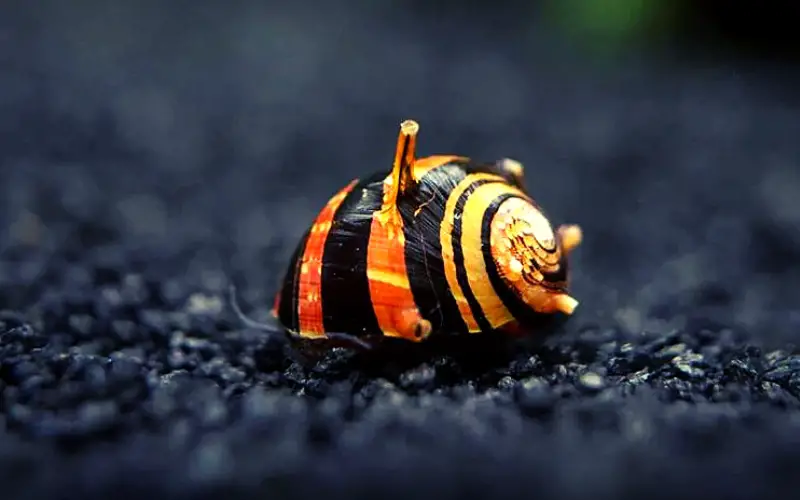 Nerite Snail Not Moving Is It Normal? (Causes & Quick Fix)