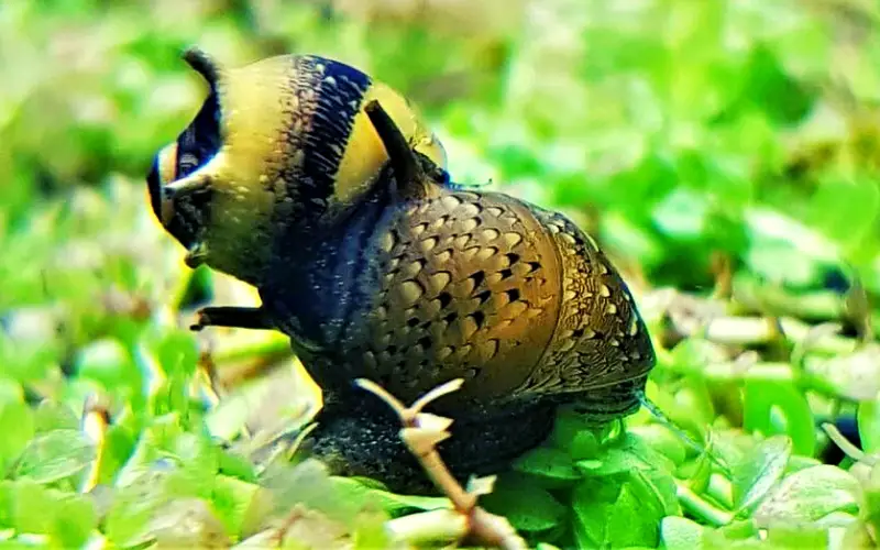 Nerite Snails Breeding