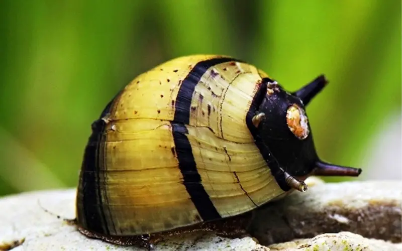 Nerite Snails Size