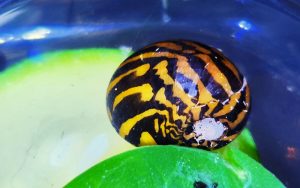 Nerite Snails Water Parameters