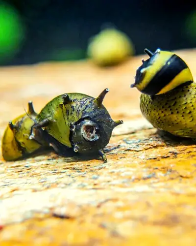 Nerite snails horned
