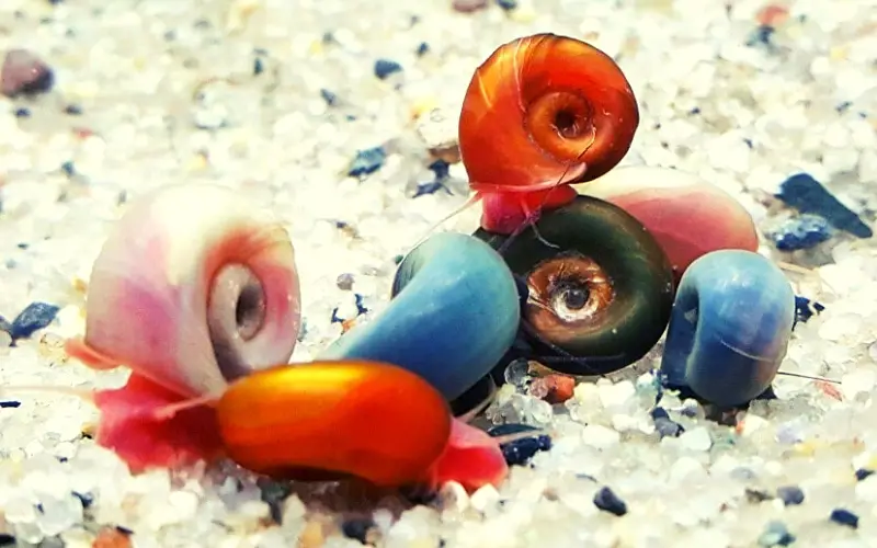 Ramshorn Snail Colors 101 Plant Friendly Tank Additions