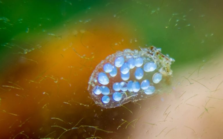 What Do Snail Eggs Look Like in Aquarium: (Ultimate Guide)