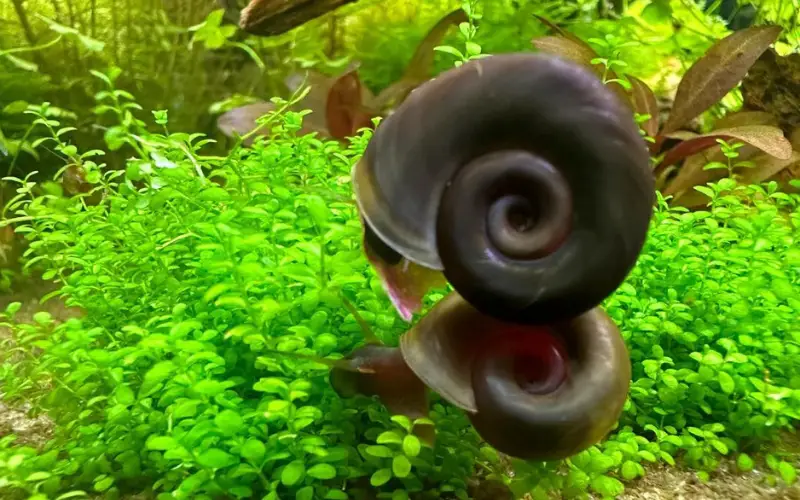 Ramshorn Snail Lifespan