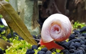 Ramshorn Snail Size