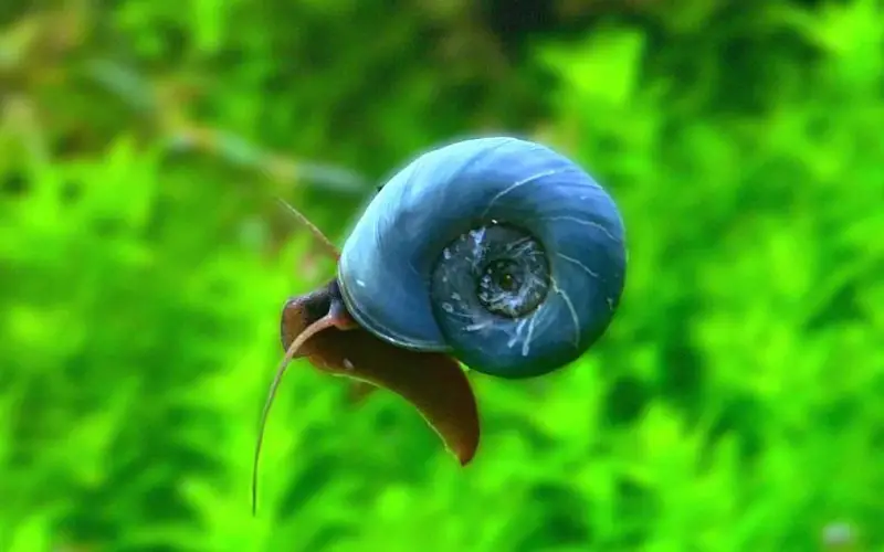 Ramshorn Snail Temperature