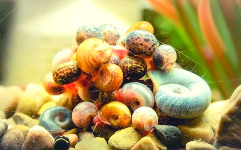 Secrets of Ramshorn Snail Breeding in Your Tank (Unlocked)