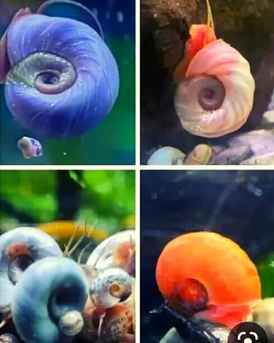 Ramshorn Snails Colors