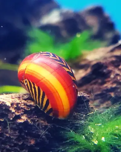 Red Racer Nerite Snails