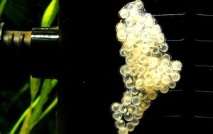 Snail Eggs in Fish Tank
