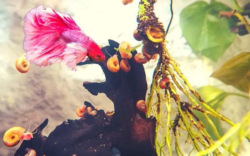 TOP 5 Best Snails for Betta Tank (That Can Live Safely)
