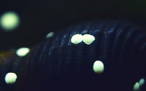 What Do Nerite Snail Eggs Look Like