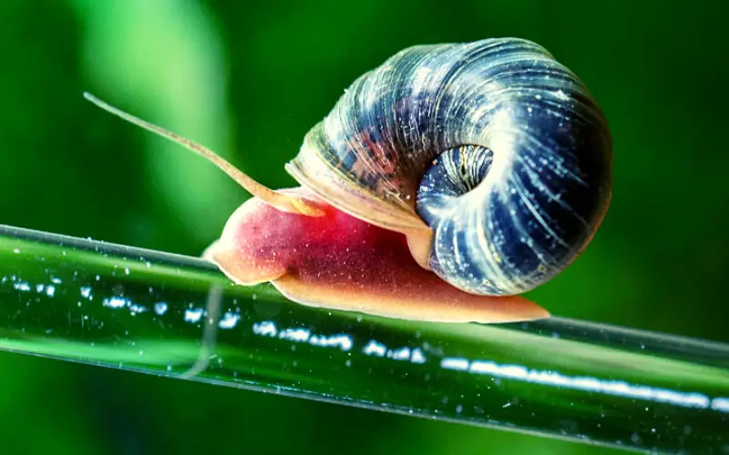 What Do Ramshorn Snails Eat in Aquarium (Ultimate Guide)