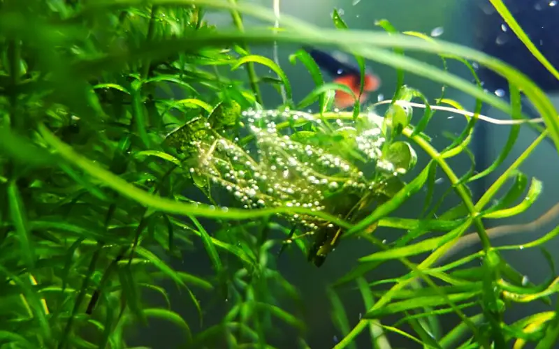 What Do Snail Eggs Look Like in Aquarium (Ultimate Guide)