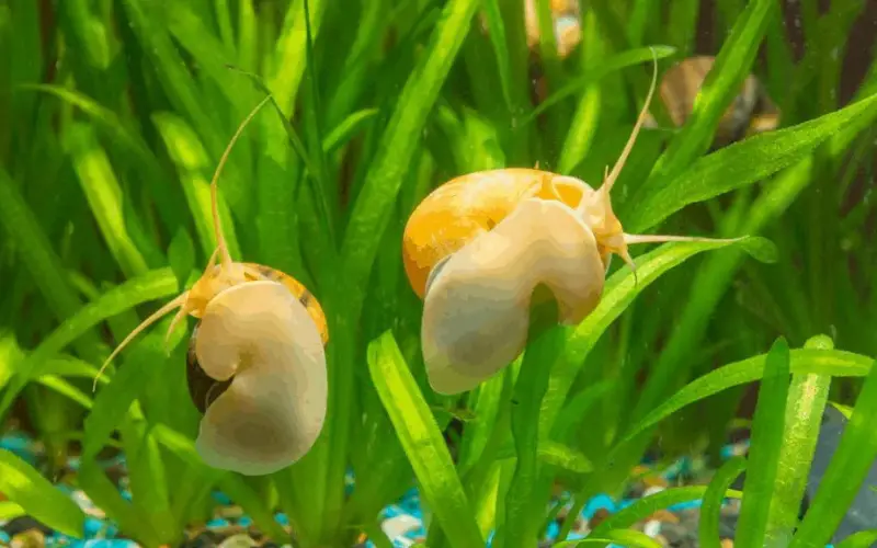 Will Nerite Snails Escape