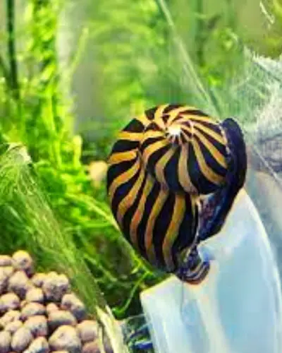 Zebra Nerite Snail Temperature