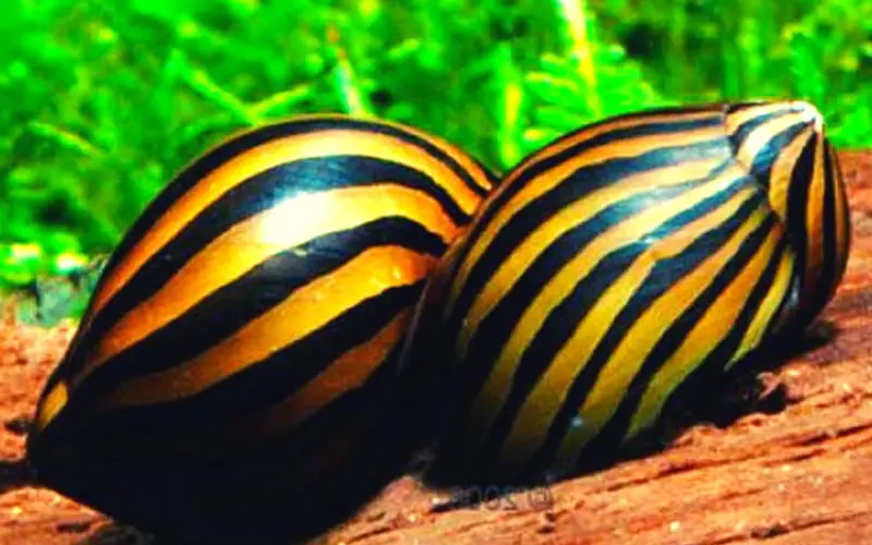 Zebra Nerite Snail 101: The Ultimate Beginners Care Guide