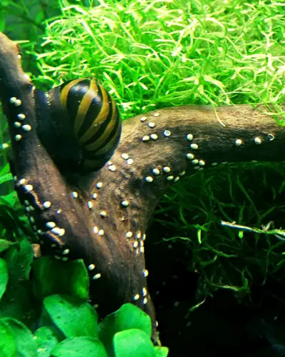 baby nerite snail