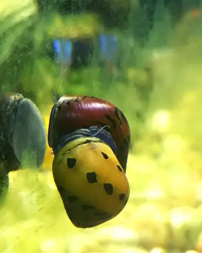 how do nerite snails reproduce