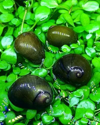olive nerite snail