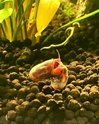ramshorn snail breeding
