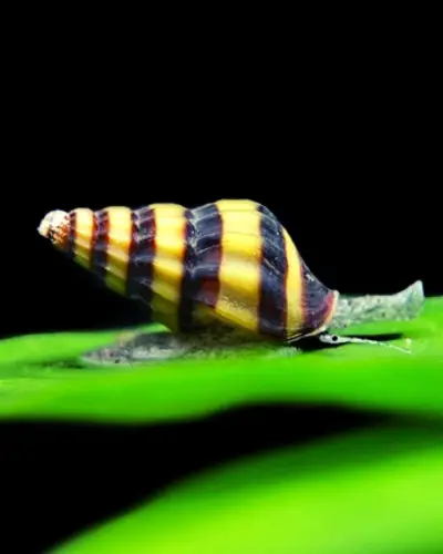 what does assassin snail eat