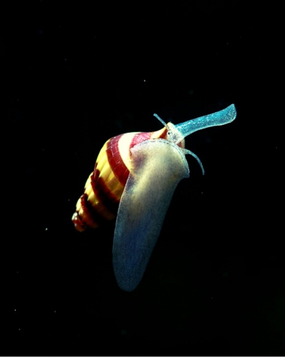 what does nerite snail eat