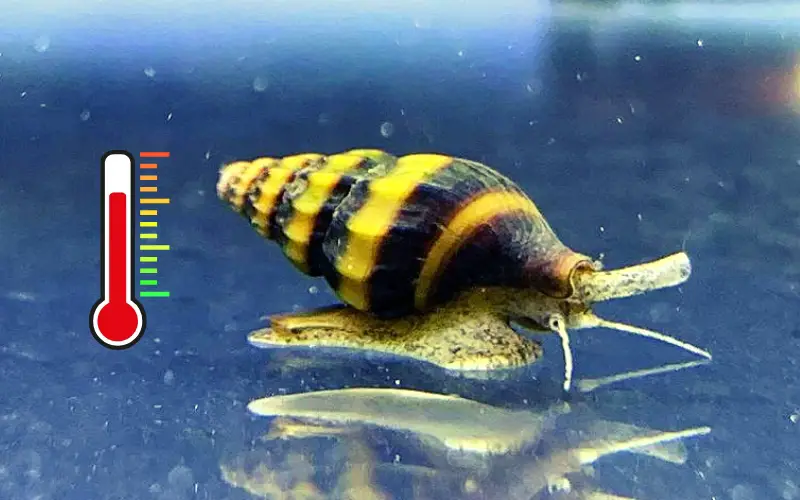Assassin Snail Temperature