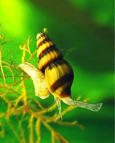Assassin Snails Size