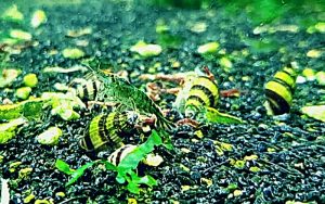 Assassin Snails and Shrimp