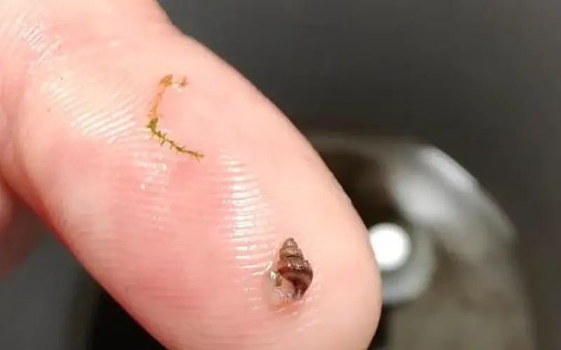 Raising Assassin Snail Babies in Aquarium (Helpful Tips!)
