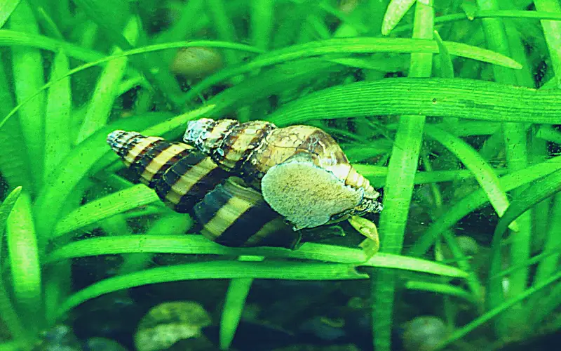 Do Assassin Snails Breed Quickly