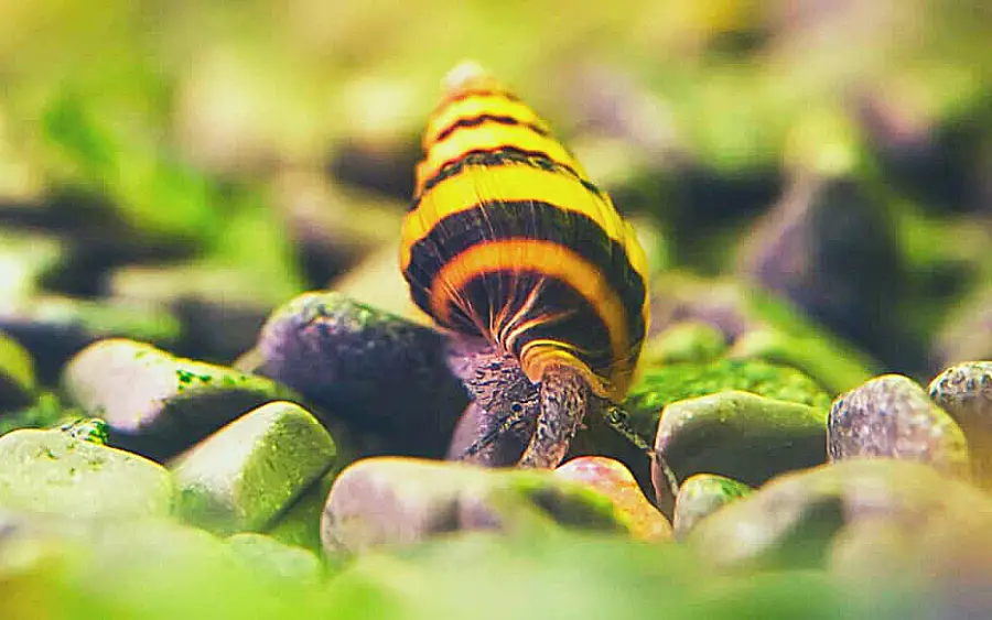 Do Assassin Snails Eat Algae