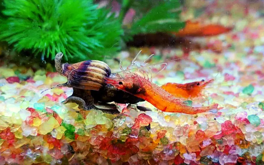 Do Assassin Snails Eat Shrimp