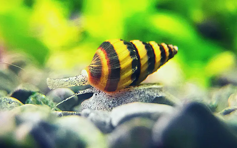 Do Assassin Snails Eat Snail Eggs