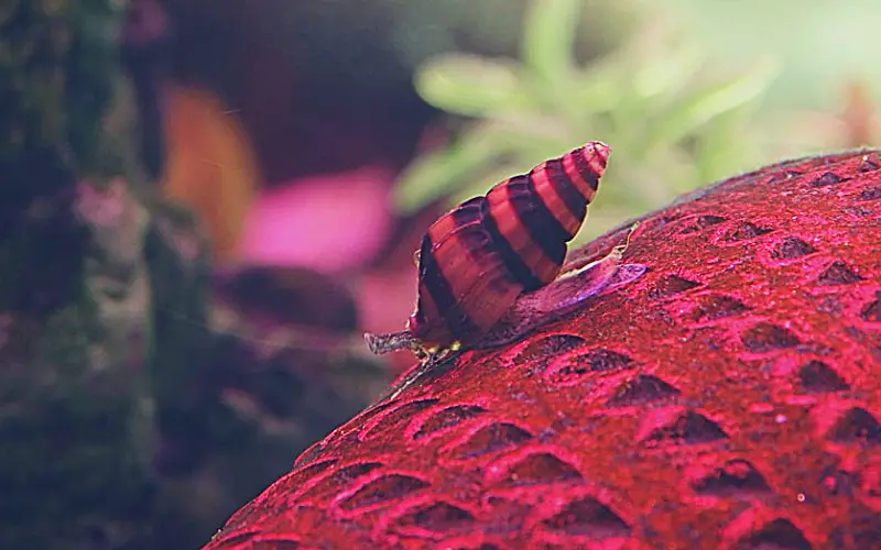 Do Assassin Snails Reproduce Asexually (The Shocking Truth)