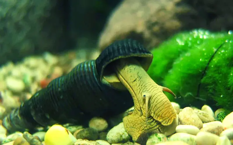 Do Rabbit Snails Eat Algae