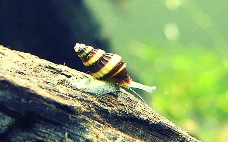 Full Size Assassin Snail in Aquarium Eliminate Pest Snails!