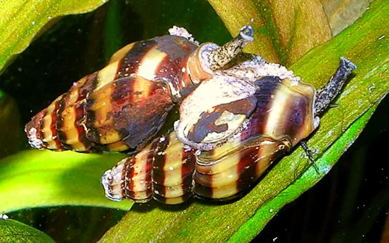 How Do Assassin Snails Breed