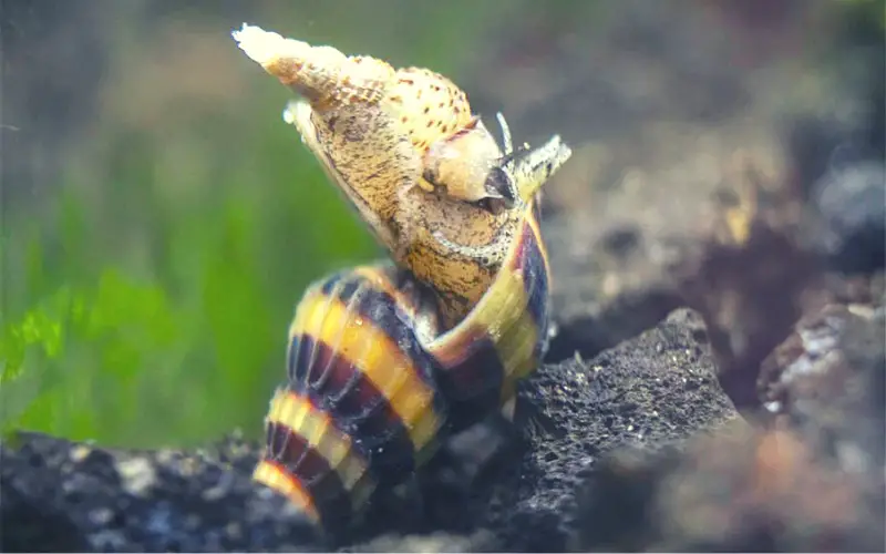 How Do Assassin Snails Kill