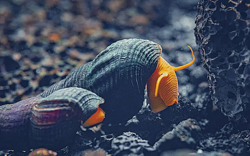 How Do Rabbit Snails Reproduce: (Mind-Blowing Facts)