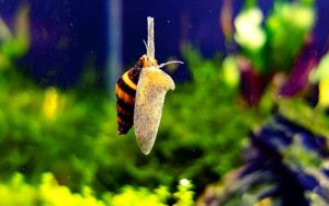 How Long Do Assassin Snails Live