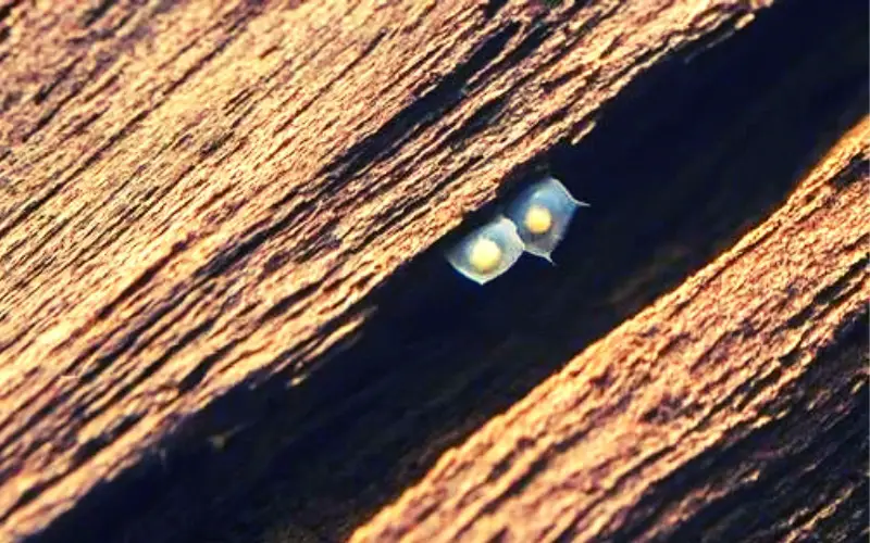 How Often Do Assassin Snails Lay Eggs (Ultimate Guide)