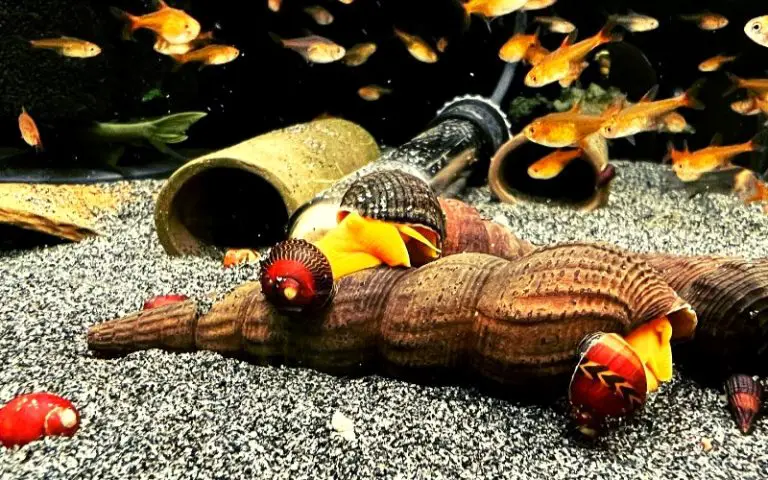 Rabbit Snail Eggs 101: The Art of Snail Breeding in Tanks