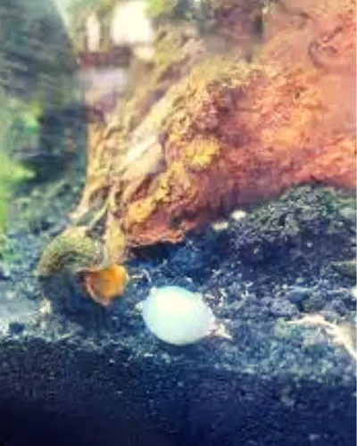 Rabbit Snail Egg