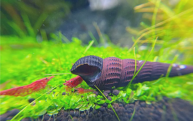 Rabbit Snail Not Moving in Aquarium (Troubleshooting Tips)