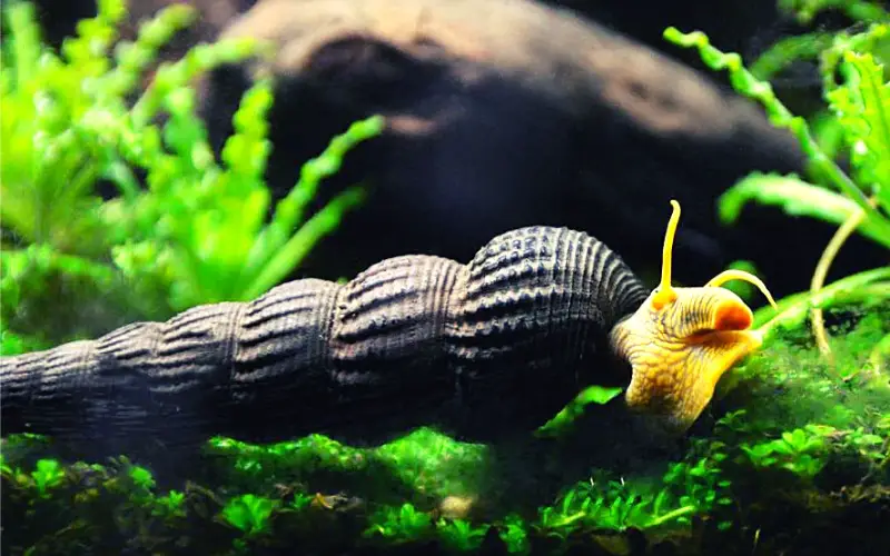 Rabbit Snail Tank Size