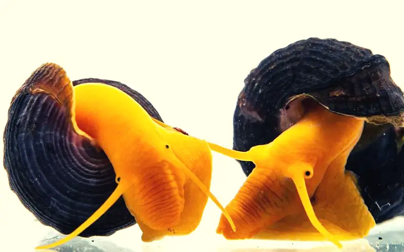 Rabbit Snail Breeding 101 A Comprehensive Beginner's Guide