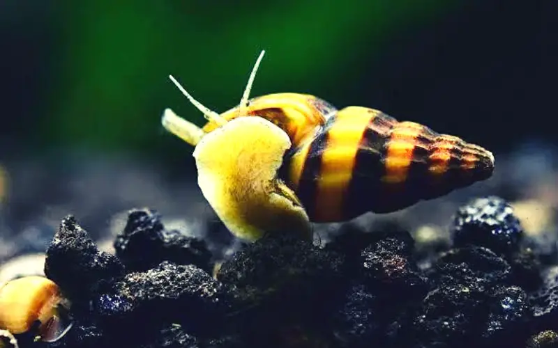 What Eats Assassin Snails