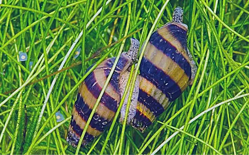 Why Are My Assassin Snails Stuck Together (Shocking Facts)
